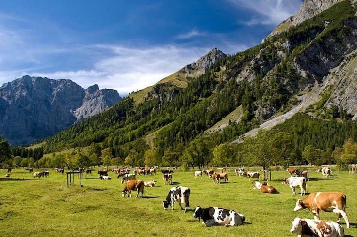 Apartament Alpenfreund Mittenwald Zewnętrze zdjęcie